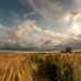 barley field  by shepherdmanswife