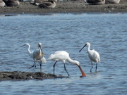 15th Jul 2019 - We have some spoonbills again