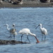 We have some spoonbills again by pinkpaintpot