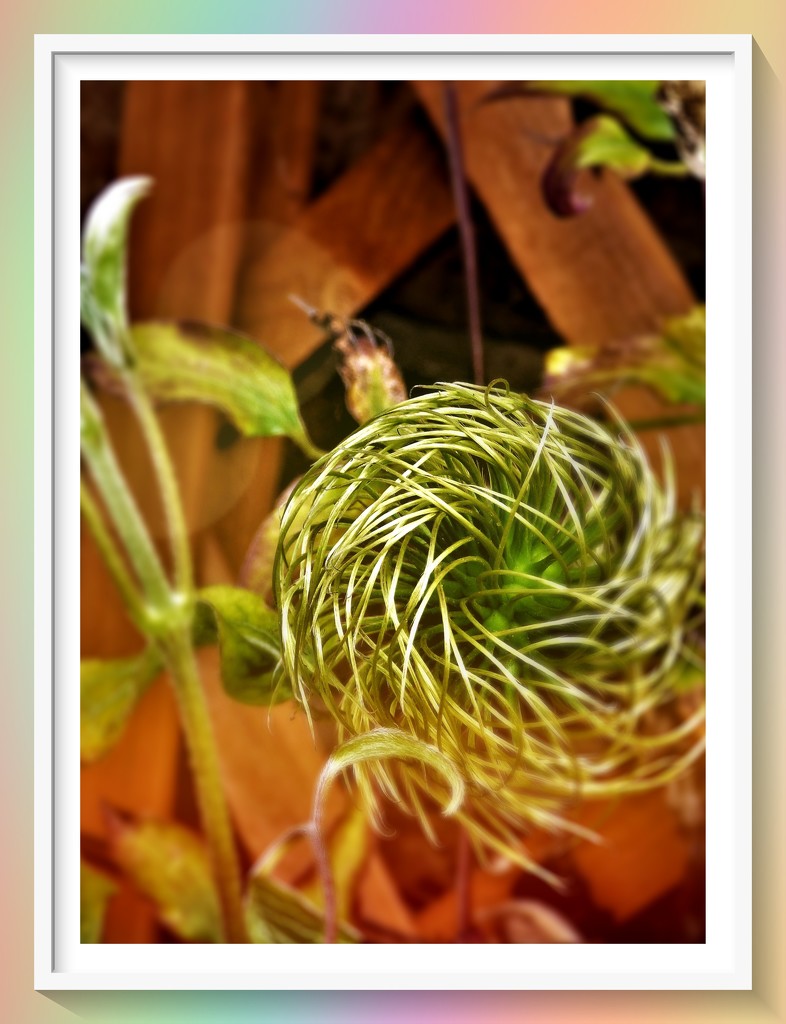 Clematis seed-head . by beryl