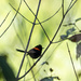 Red backed fairy wren by sugarmuser