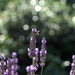 Lavender Bokeh by phil_howcroft