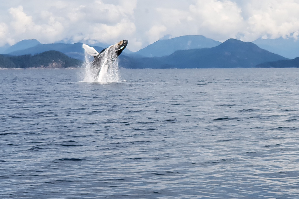 Leaping Humpback by kwind