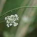 July 22: Queen Anne's Lace by daisymiller