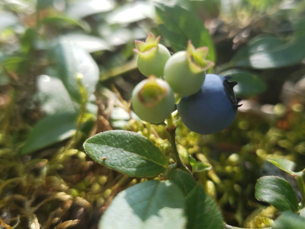 The First Blueberries! by waltzingmarie