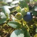 The First Blueberries! by waltzingmarie