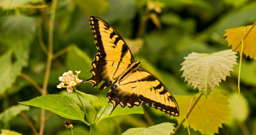Eastern Tiger Swallowtail! by rickster549