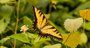 24th Jul 2019 - Eastern Tiger Swallowtail!