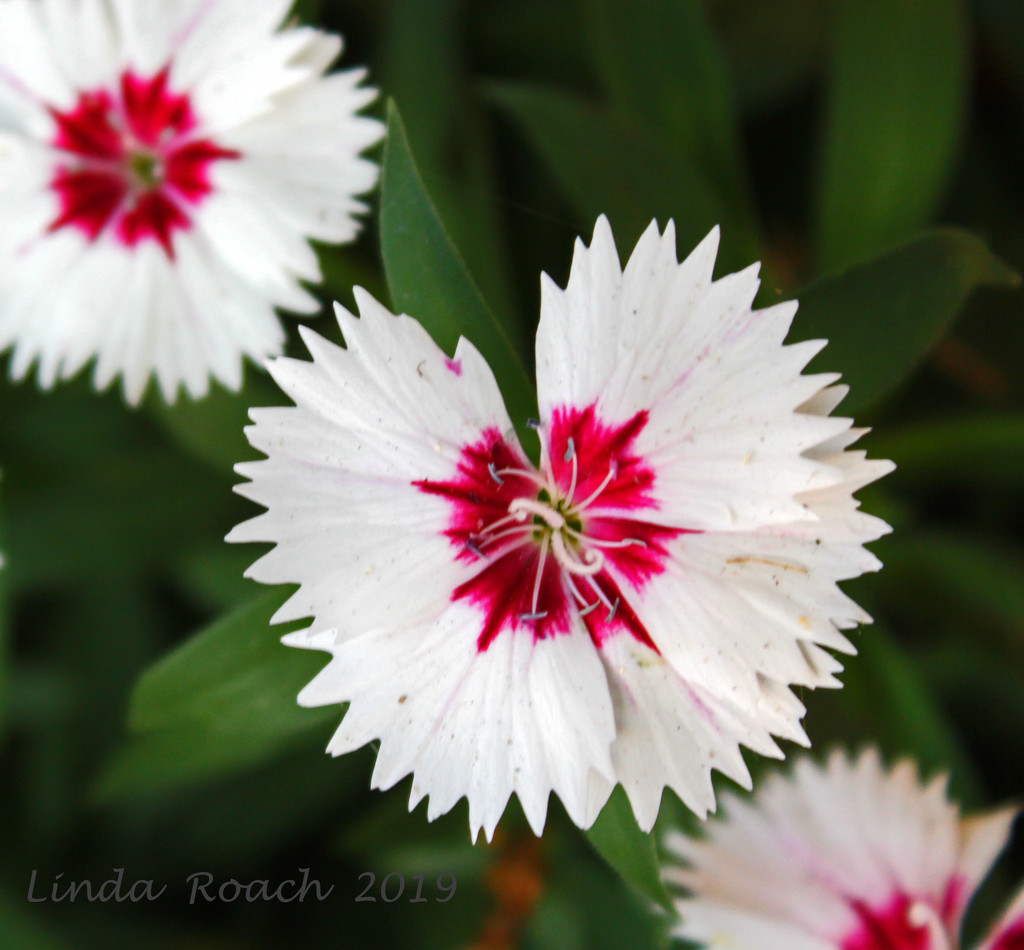 Dianthus Flower with Swimming Legs by grannysue