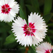 Dianthus Flower with Swimming Legs by grannysue