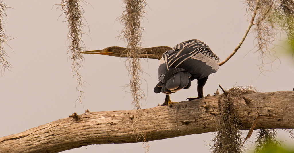 The Anhinga Stretching that Neck! by rickster549