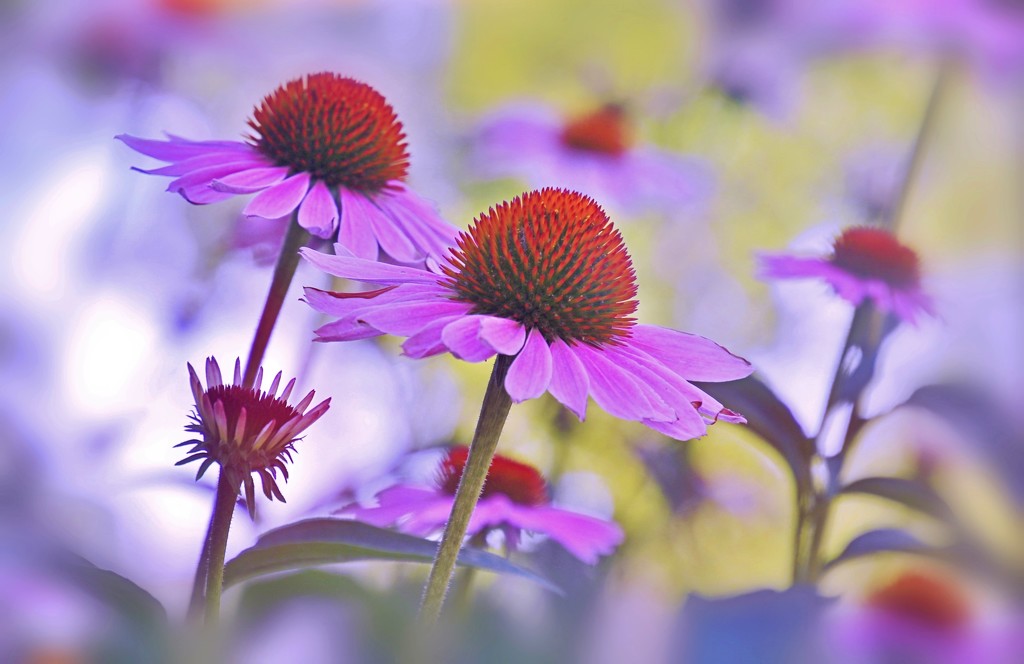Coneflowers In the Morning by lynnz