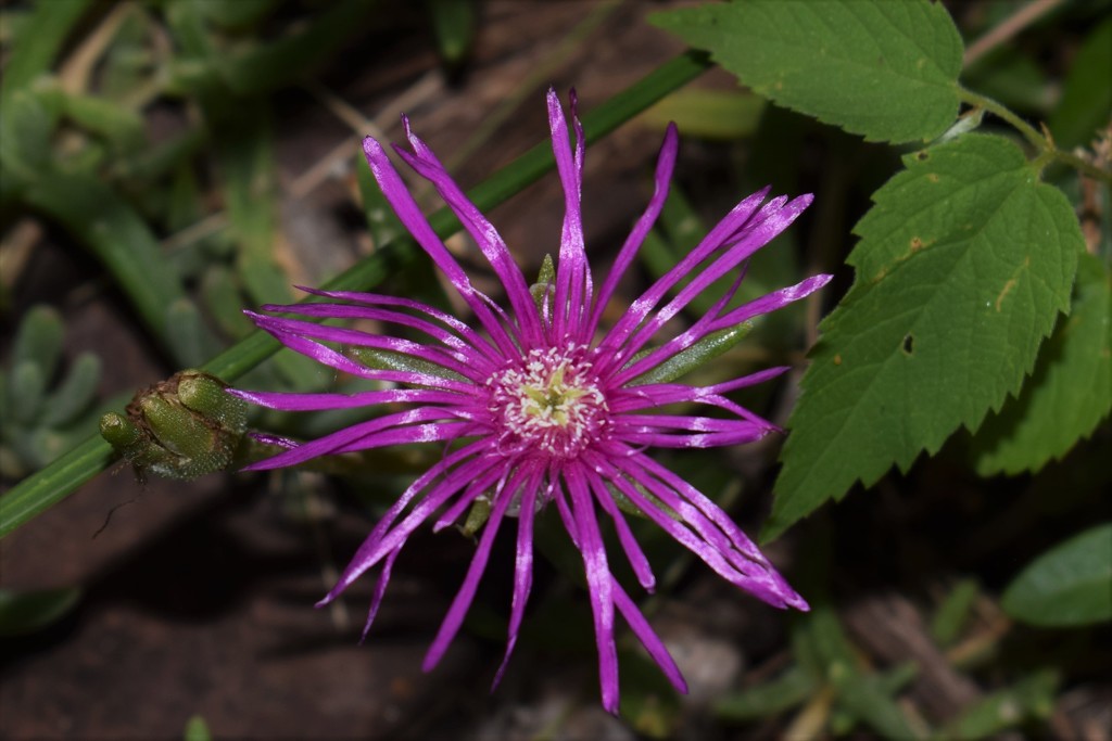 Purple unidentified flower by sandlily