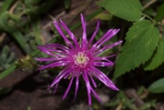 24th Jul 2019 - Purple unidentified flower