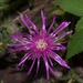 Purple unidentified flower by sandlily