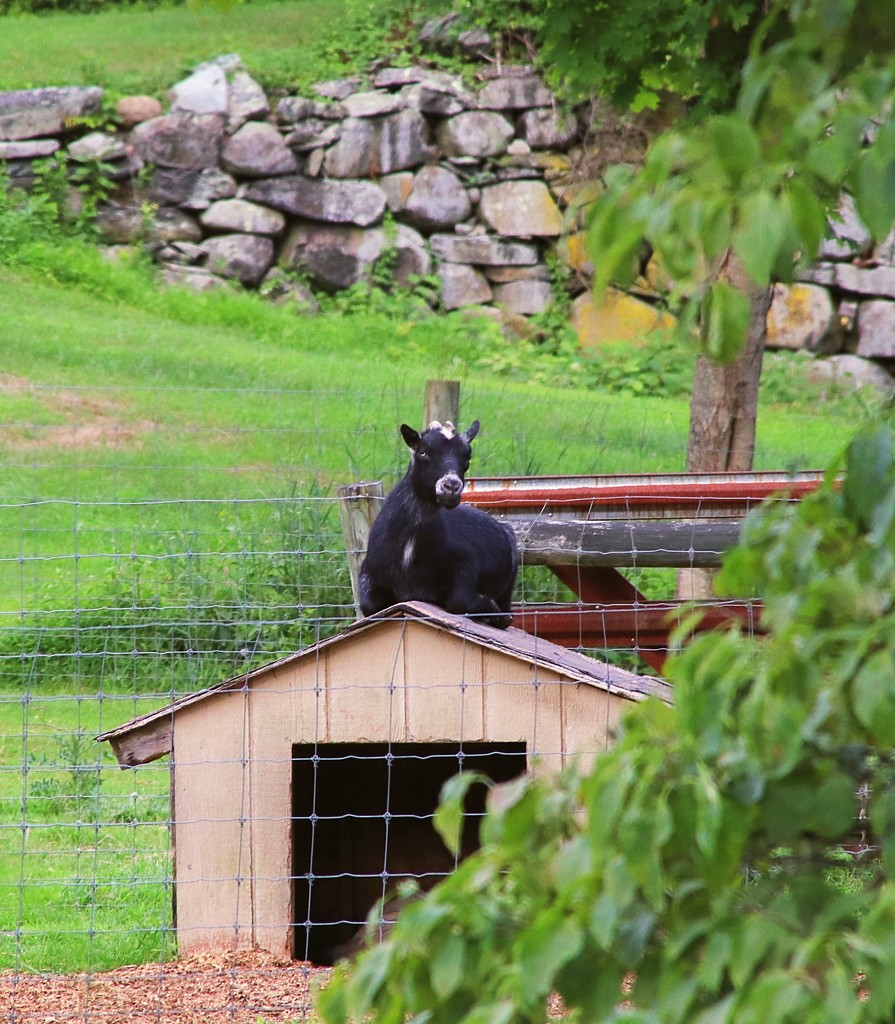 Day 205:  Goat On A House  by sheilalorson