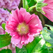 Hollyhock  by tonygig