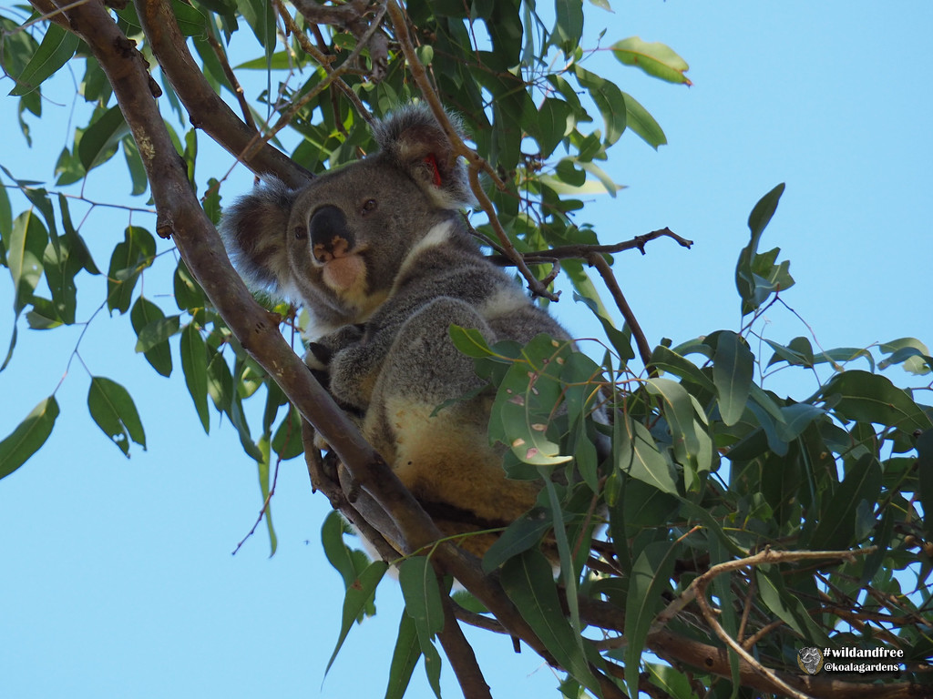 Dodgem by koalagardens
