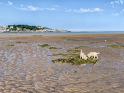 25th Jul 2019 - Tides out