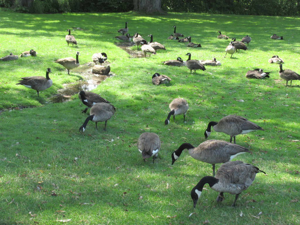 A small patch of Canadian geese by bruni