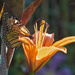 Another Flower, Another Butterfly by gardencat