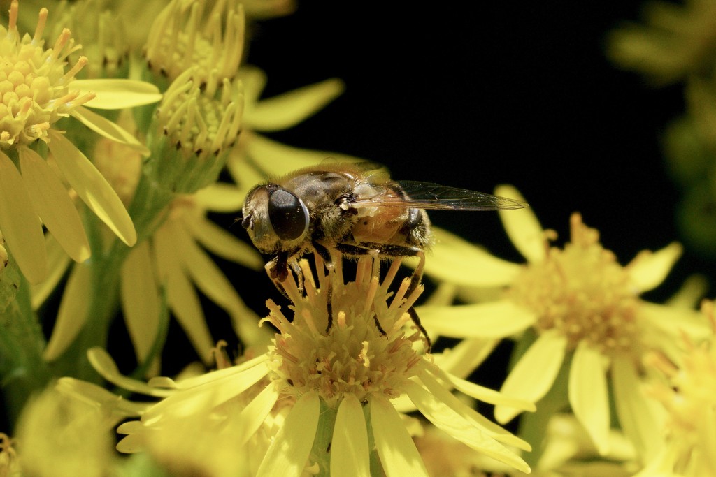 RAGWORT AND HOVER-FLY by markp