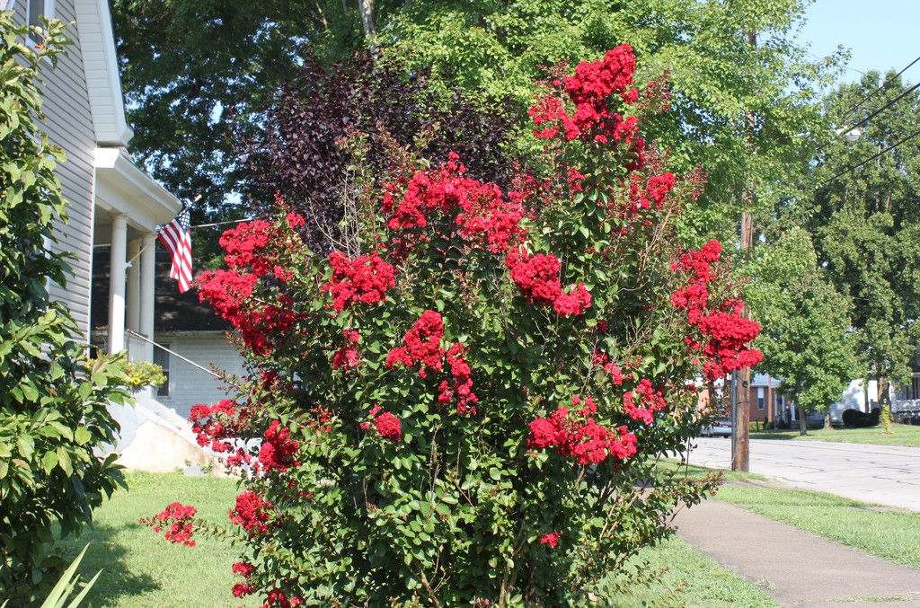 Neighbor’s bush, but I get to enjoy it. by maysvilleky