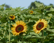 25th Jul 2019 - Sunflowers