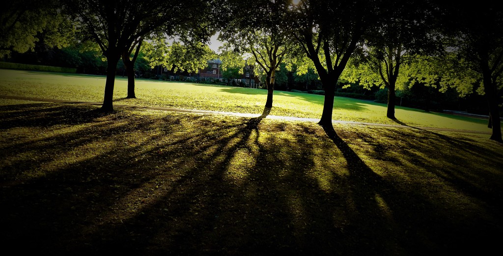Early Morning Park Light  by ajisaac
