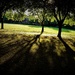 Early Morning Park Light  by ajisaac