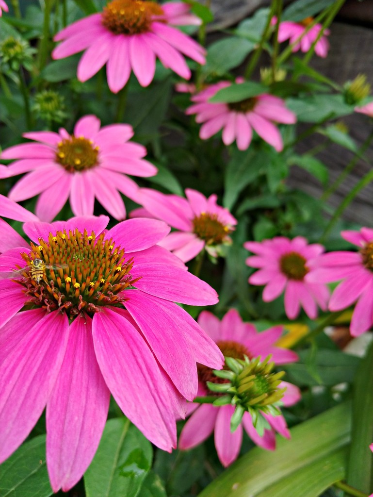 It Is Time For Cone Flowers by jo38