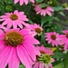 It Is Time For Cone Flowers by jo38