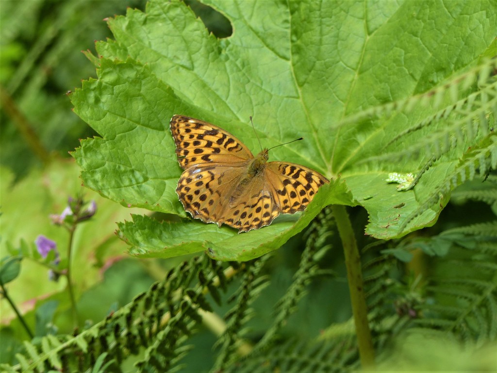 Silver - Washed Fritillary (female) by susiemc
