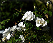 26th Jul 2019 -  Pretty White Roses ~   