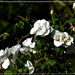  Pretty White Roses ~    by happysnaps