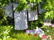 25th Jul 2019 - No need to worry if the washing will dry ..