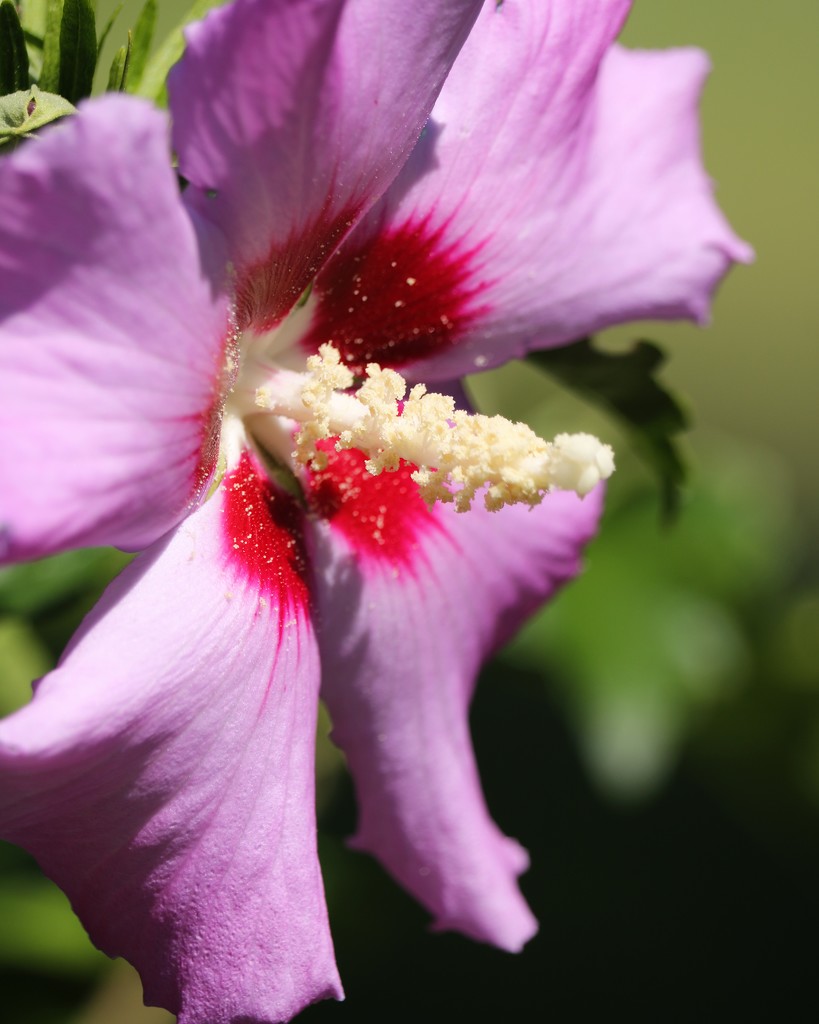  July 25: Rose of Sharon by daisymiller