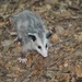 Day 205: Opossum Release  by jeanniec57