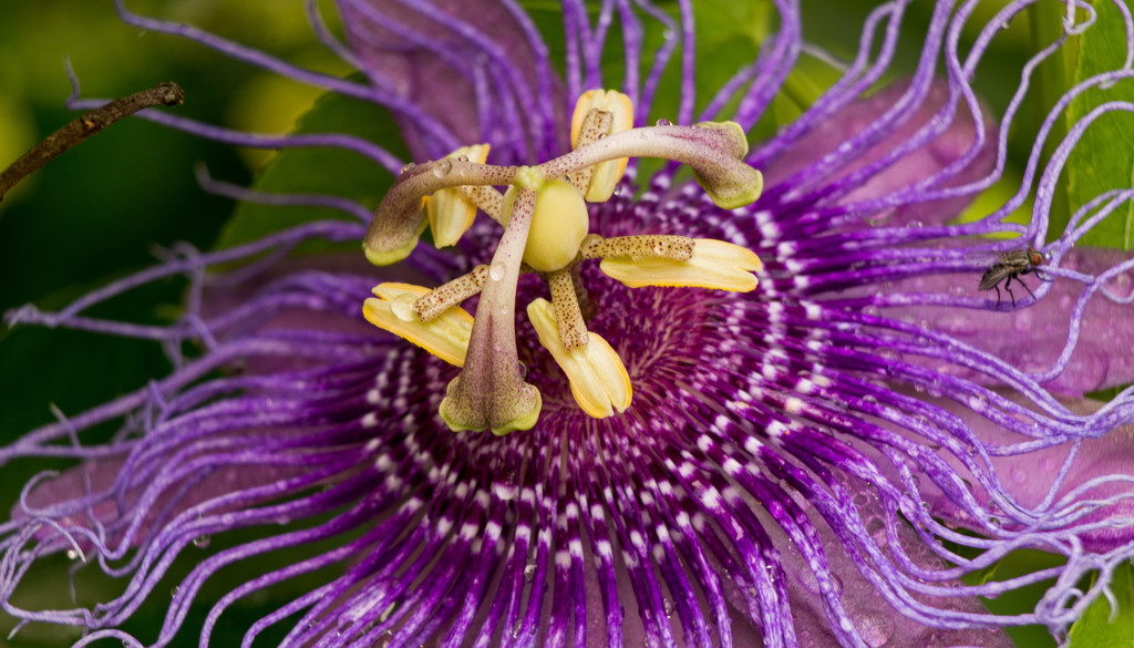 Passion Flower Under the Extension Tube! by rickster549