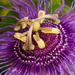 Passion Flower Under the Extension Tube! by rickster549