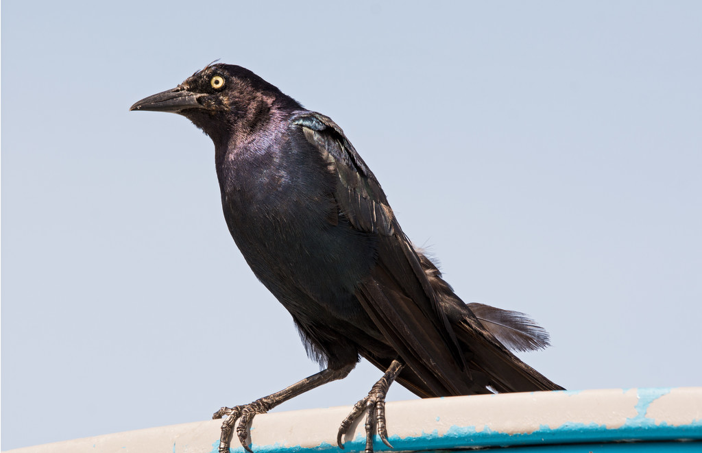 Giant Grackle , on Top of the Swing! by rickster549