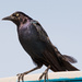 Giant Grackle , on Top of the Swing! by rickster549