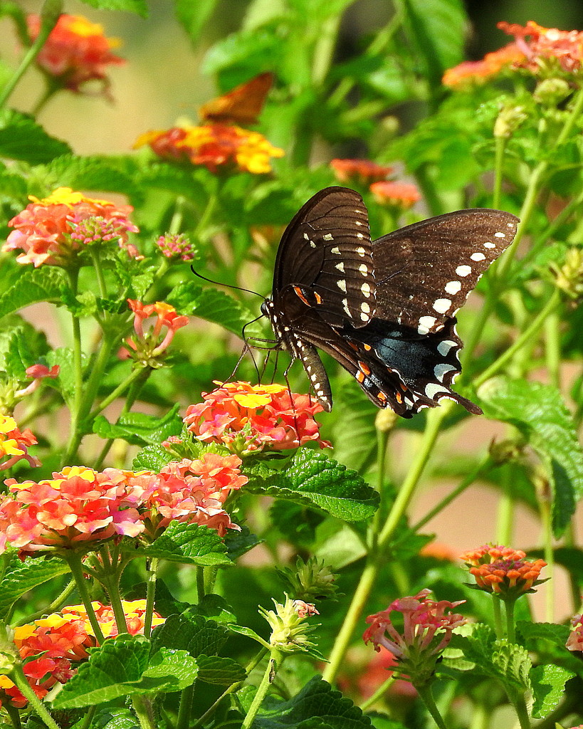 Butterflies love lantana by homeschoolmom