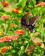 26th Jul 2019 - Butterflies love lantana