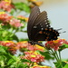 Swallowtail by homeschoolmom