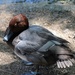 Resting Duck by randy23