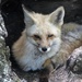 Sly Fox by randy23