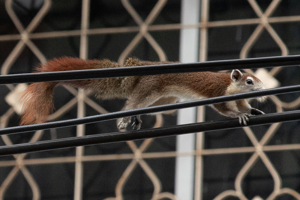 Squirrel - Soi Buakhao. by lumpiniman