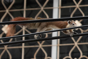 25th Jul 2019 - Squirrel - Soi Buakhao.