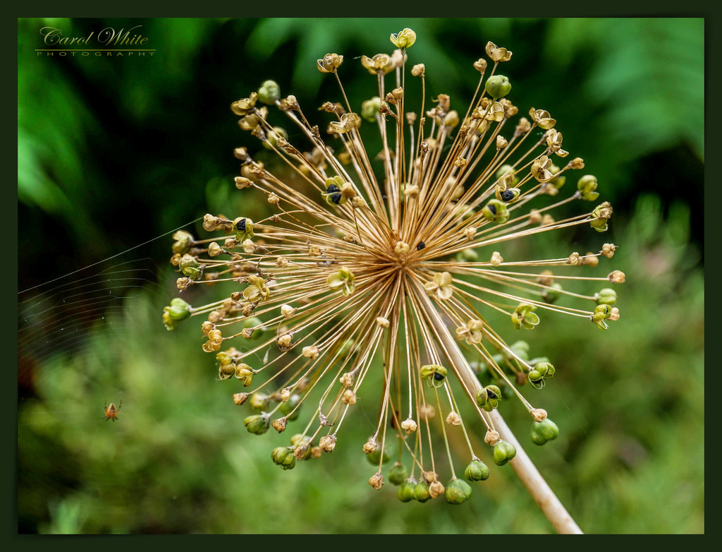 Bursting Seed Heads And Incidental Spider's Web (best viewed large on black) by carolmw
